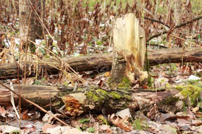 Moss on the old tree stump