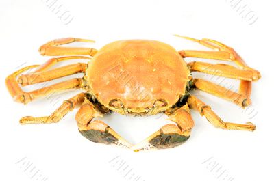 Hairy crab