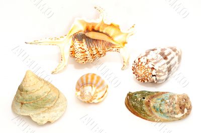 Seashell