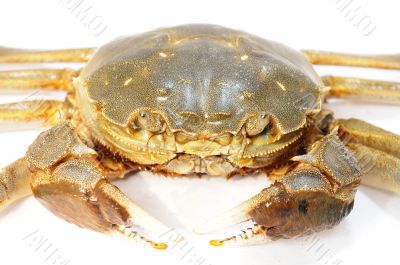 Hairy crab