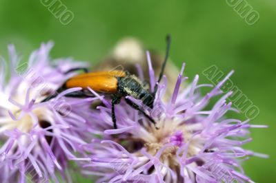 Longhorn beetle Longhorn beetle