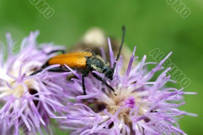 Longhorn beetle