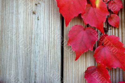 Vine leaves in the fall