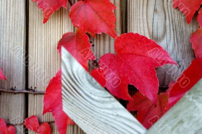 Vine leaves in the fall