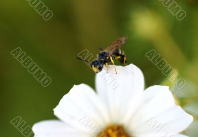 Wasp and flower