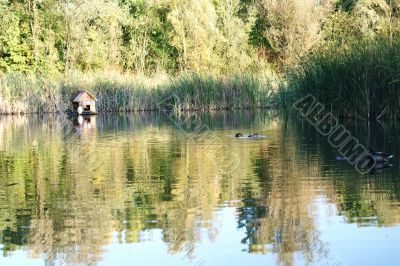 Duck pond