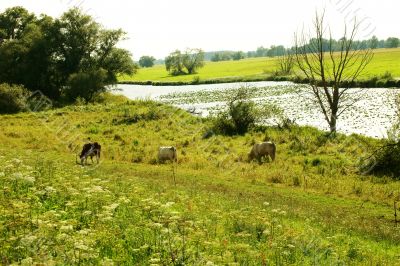 Cows on the pasture