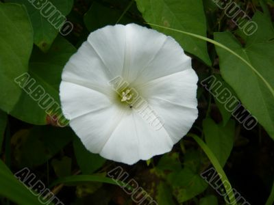 A flower of field bindweed.