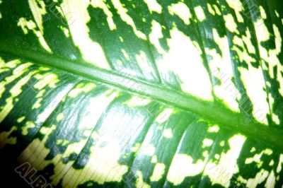 Dieffenbachia leaf as a background.