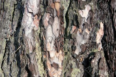 Background of part pine bark.