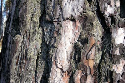 A bark of the pine.