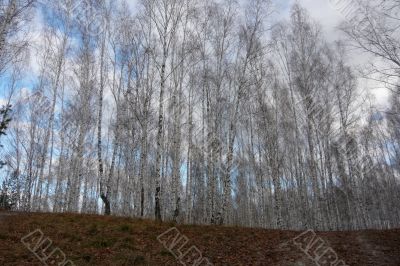 A wall of trees in the birch forest in the autumn.