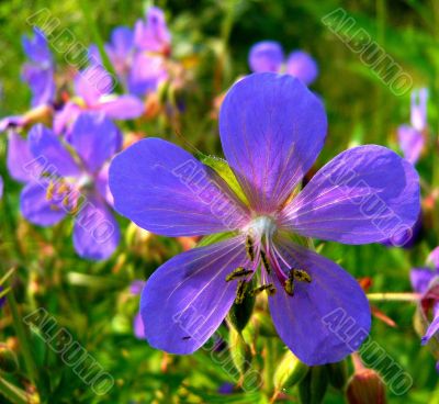 Blue-lilac geranium flower meadow.