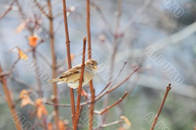 sparrow sparrow