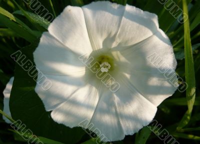 A flower of field bindweed.