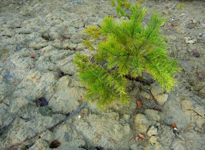 Small pine on a background of white clay.