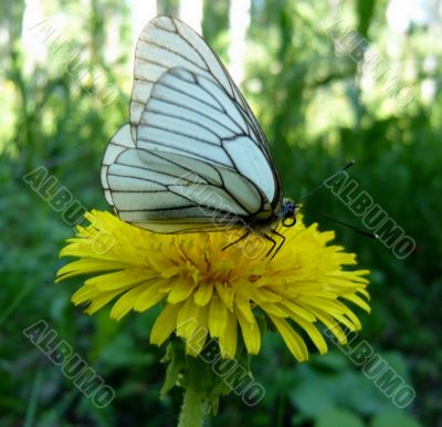 Dandelion flower and a butterfly.