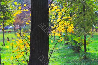 Autumn in the Park 