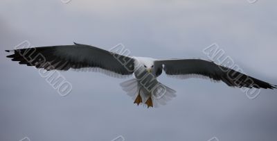 white seagull the flying