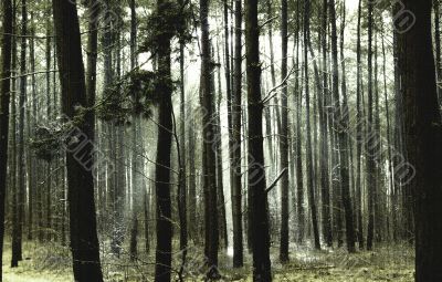 Forest Forest