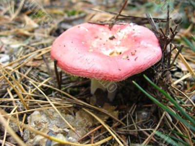 mushroom in the forest