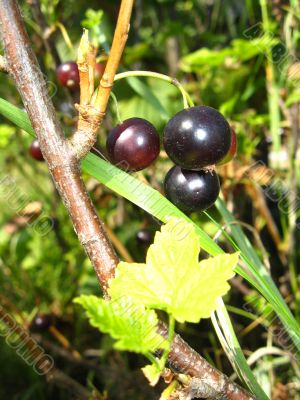 Berries of a black currant