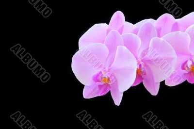 The beautiful orchid