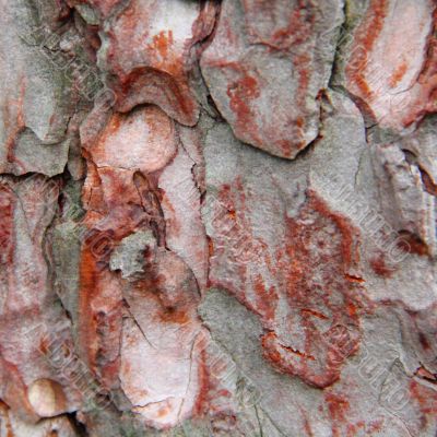 Brown texture stem tree