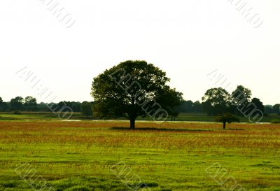 Meadow Meadow