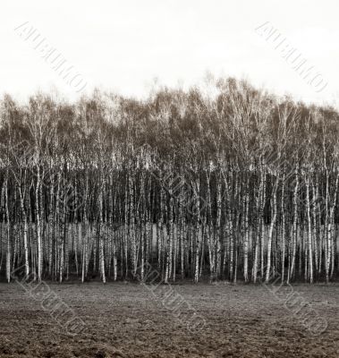 Birches Birches