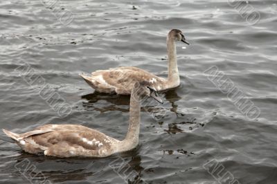 Two swans swimming together Two swans swimming together