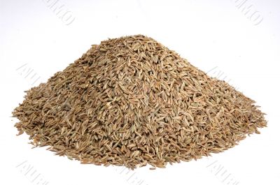 mountain of asian spice cumin seeds
