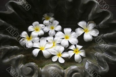 Frangipani flowers and stones in SPA