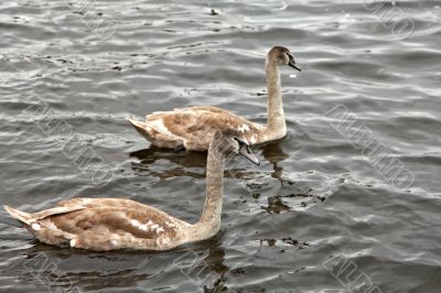 Two swans swimming together