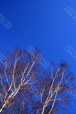 Birch branches