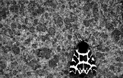 The moth The moth