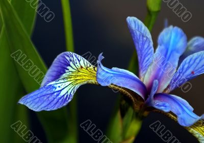 Flower Iris