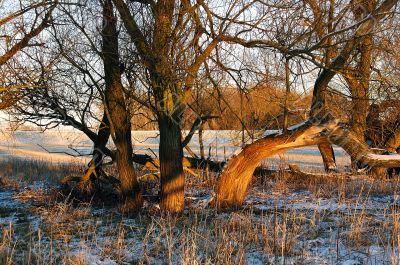  Crooked tree