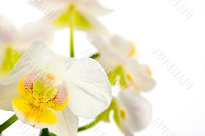 White orchids with blurred background