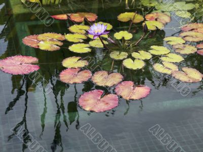 view of water lily view of water lily
