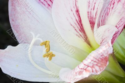 Red and White Flower