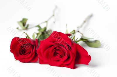 two red roses on white