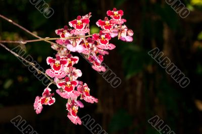 ornate red and pink flowers