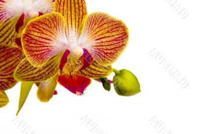 Orchid and green bud on white background