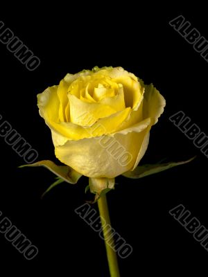 Yellow Single Stemmed Rose on Black Background
