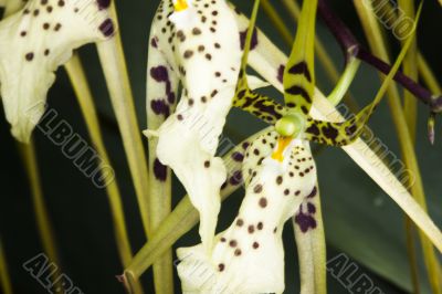 spiky orchids