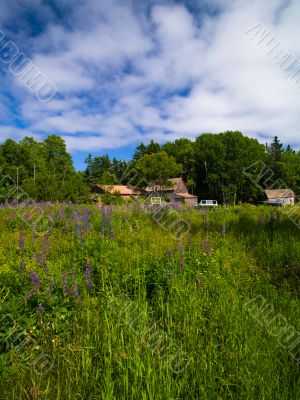 grassy neighbourhood