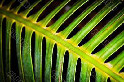 Skeletal Fern Skeletal Fern