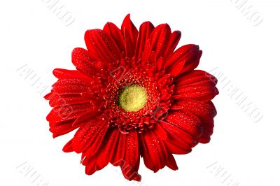 Red Gerbera Daisy on White