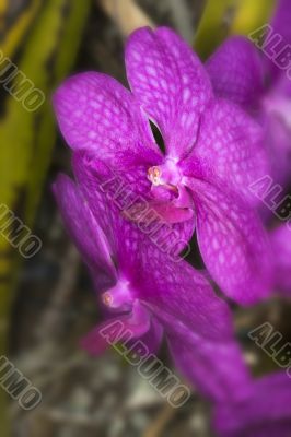 violet orchid